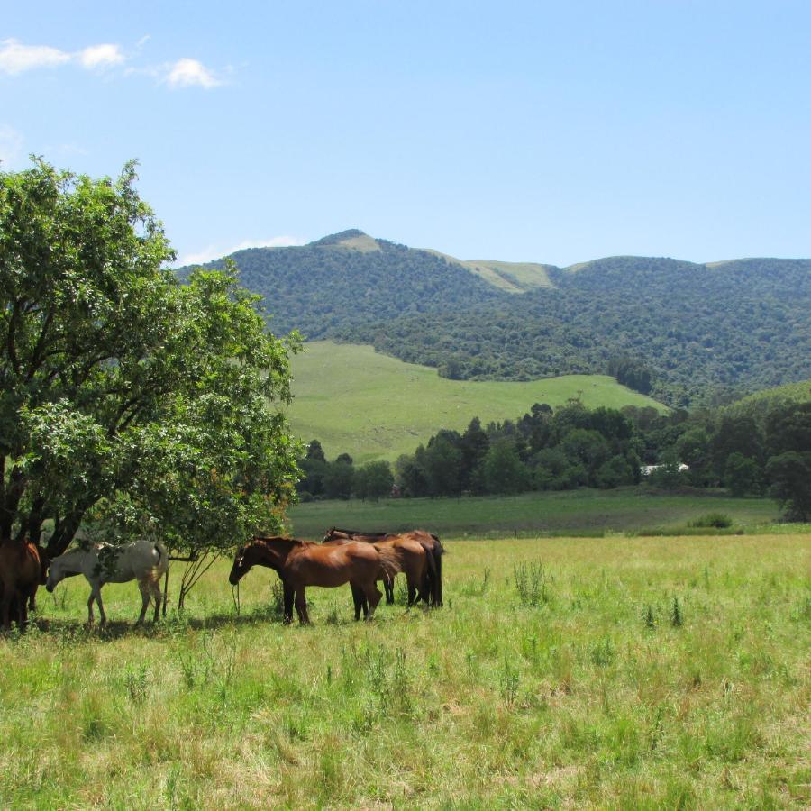 Old Pine Cabin Karkloof Yarrow المظهر الخارجي الصورة